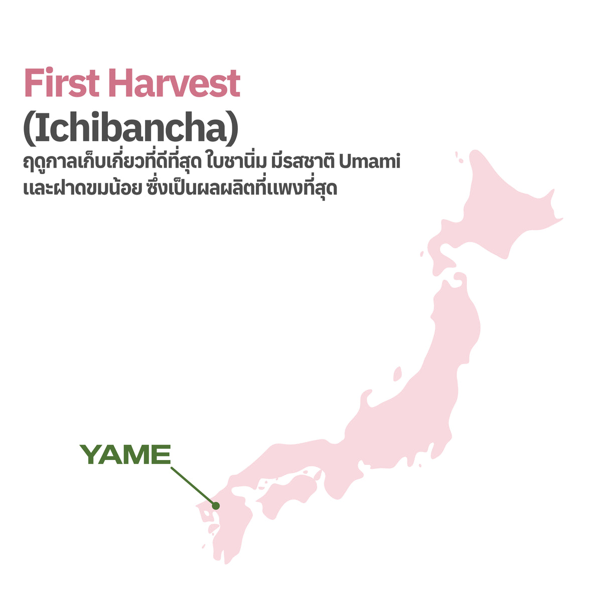 Matcha - HINA from Yame (for Clear/Latte) 30g